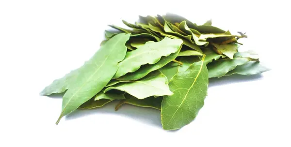 Bay Leaves from 튀르키예 supplied by Timtas Tarim ilac Ve Mahsulleri Ticaret A S - Dried (=Dehydrated) 월계수 잎