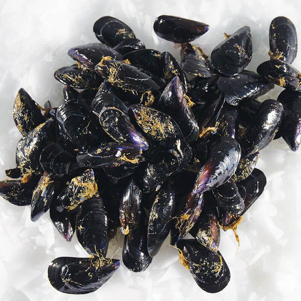 Mussel from Spain supplied by Mariscos Laumar SL - Half Shell (=Half Shelled=Half Shucked) Frozen Mussel