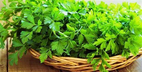 Fresh Parsley from 폴란드 supplied by POLSWEET Sp. z o.o. - Green 파슬리