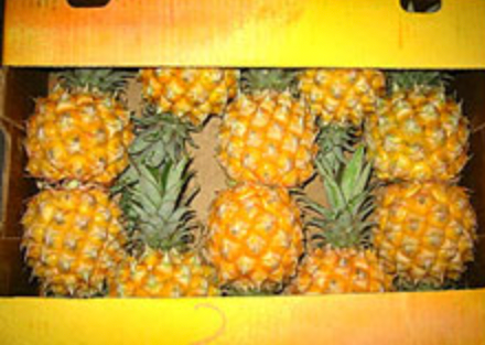 Baby Pines from South Africa supplied by Agrilink (Pty) Ltd - Golden Yellow Fresh Pineapple