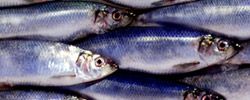 Herring from United Kingdom supplied by Northbay Pelagic Ltd - With Bone Herring
