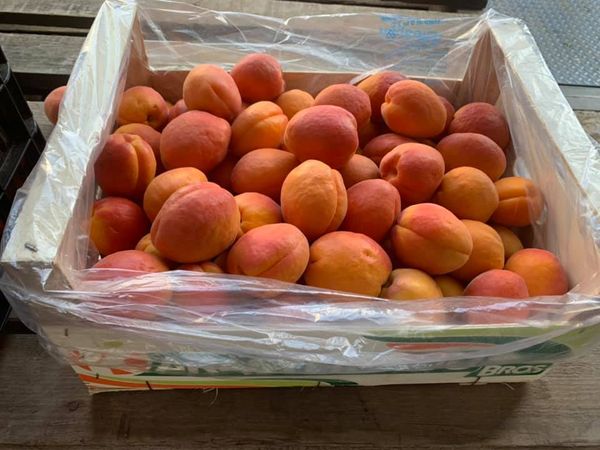 Fresh Whole Peach from 그리스 supplied by KARASTERGIOS, P., BROS SA - Whole 신선 복숭아