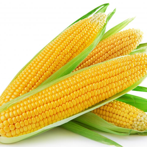Yellow Corn Maize from 남아프리카공화국 supplied by Brisen Commodities - Dried 옥수수
