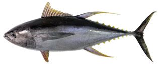 Fresh Tuna from Sri Lanka supplied by Aloy Expo Ltd. - Bluefin group - Atlantic Bluefin Tuna (=Thunnus thynnus =Giant Bluefin Tuna =Northern Bluefin Tuna =Maguro =Toro) Tuna