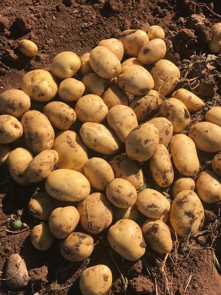 Potato from 튀르키예 supplied by Ucler Tarim - Unwashed 신선 일반 감자