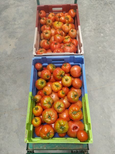 Tomato from 프랑스 supplied by Gaec du Plainier - Whole 신선 토마토