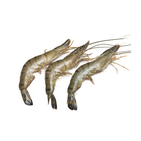 Frozen Whole Prawn from 나이지리아 supplied by Crust and Sea - Whole 냉동 새우