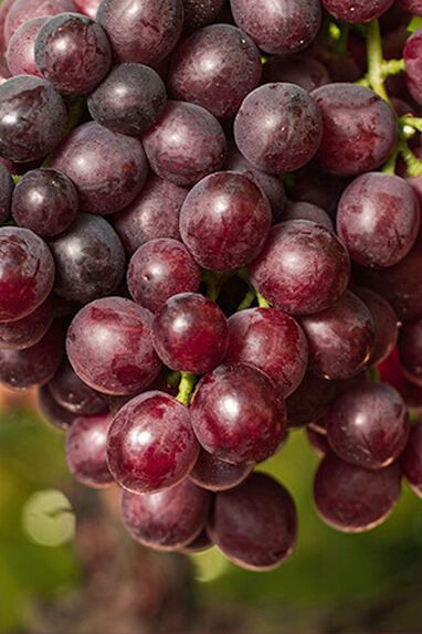 Fresh Sunrise Red Grape from 스페인 supplied by SNFL GROUP - Seedless 신선 포도