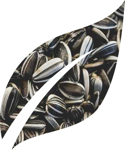SUNFLOWER from 인도 supplied by M.Lakhamsi & Co. - Black with White Stripes 해바라기 씨