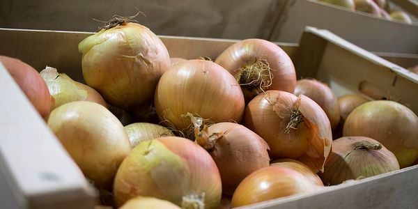 Fresh Onion from Spain supplied by Soriano Aparicio - Whole Fresh Onion