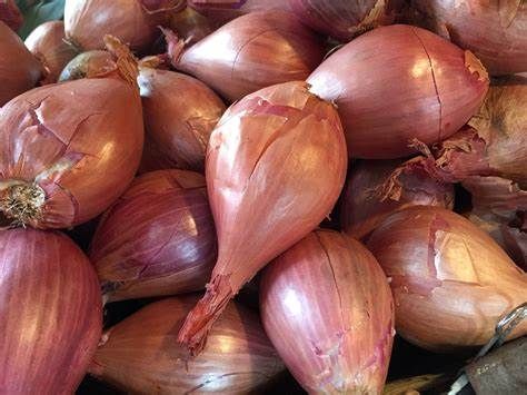 Shallots from 미국 supplied by THE GARLIC COMPANY - Red 샬롯