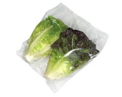 Fresh Lettuce from 스페인 supplied by Vegetable Murciana - Romaine - Mini Romaine (=Baby Romaine=Breen) 신선 상추