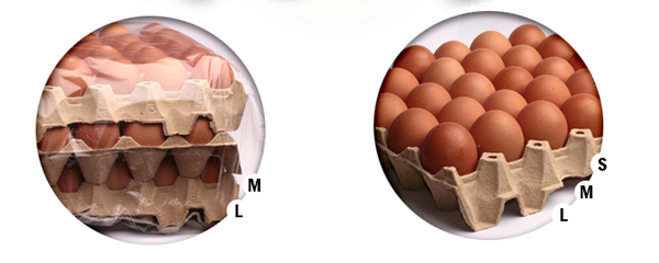 Fresh Chicken Egg from Hungary supplied by Tofer Kft. - In Shell Chicken Egg
