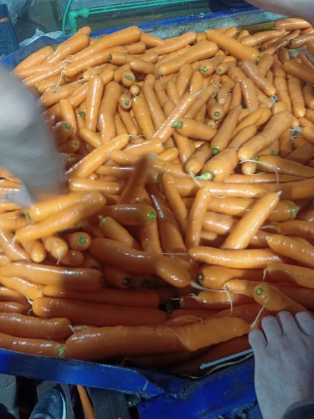 Fresh Carrot from 이집트 supplied by Green Field for export agri products - Size: Leña (=Length >12.5 cm=Thickness 2-4 cm) 신선 당근