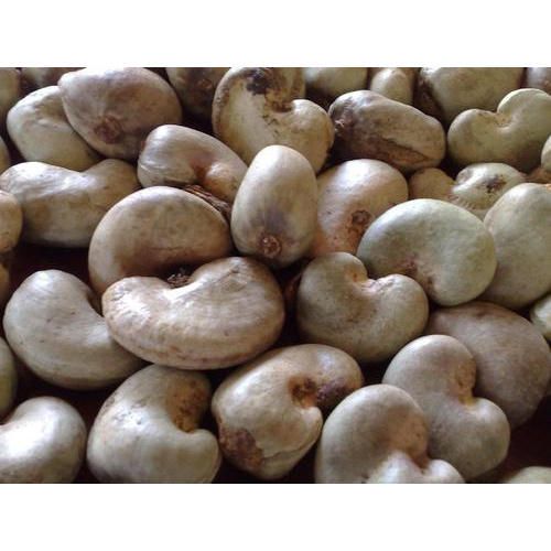 Cashew Nuts from 나이지리아 supplied by TROPICAL PLANTS (NIG) LIMITED - 150 (≤325 kernels/kg) 생 캐슈너트