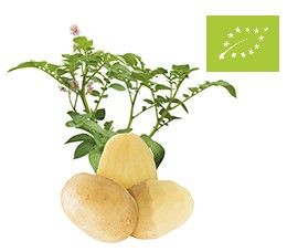 Potato from 폴란드 supplied by Agriana Sp. z o. o. - 갈색 신선 일반 감자
