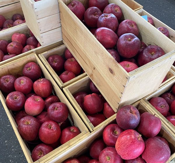Fresh Whole Red Apple from Japan supplied by Aomori Trading Co., Ltd. - Red Fresh Apple