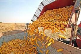 Corn from 튀르키예 supplied by MERGRAIN -TURKEY - For Food 옥수수