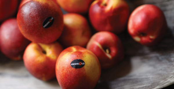 Peach from 남아프리카공화국 supplied by Fresh Gold SA Exports - 산 페드로 신선 복숭아