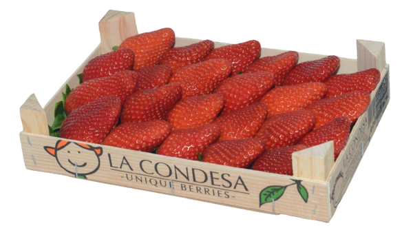 Fresh Strawberry from 스페인 supplied by La Condesa CB - Red 신선 딸기