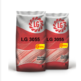 Corn Seed from 파라과이 supplied by Glymax - Whole 옥수수 씨