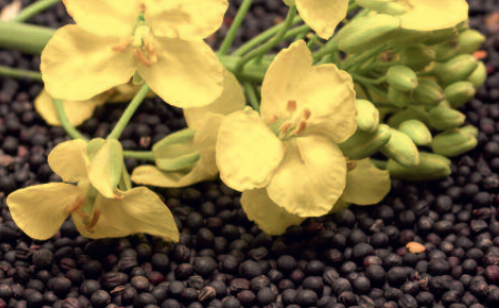 Rapeseed from 독일 supplied by Landhandel  Knaup GmbH - Raw (=Natural) 카놀라 씨 및 유채 씨