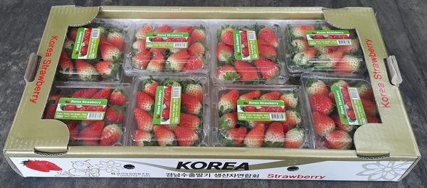 Strawberries from 대한민국 supplied by Fruitable Fresh (M) Sdn Bhd - 한국 품종 신선 딸기