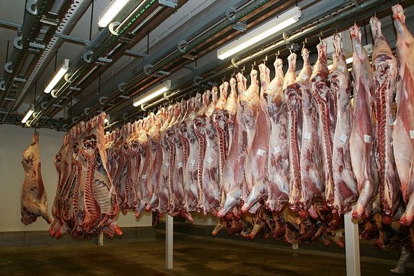 Fresh Beef from 오스트리아 supplied by Zsifkovics GmbH & Co KG - 뼈 없음 신선 미절단 소고기