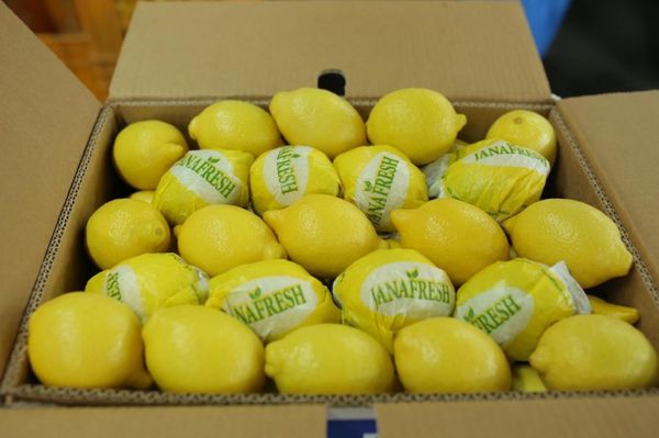 Lemon from 이집트 supplied by Jana Fresh Co. - Fresh (=Chilled) 신선 토마토