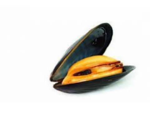 Mussel from 벨기에 supplied by Pittman Seafoods - Fresh (=Chilled=Raw) 냉동 홍합