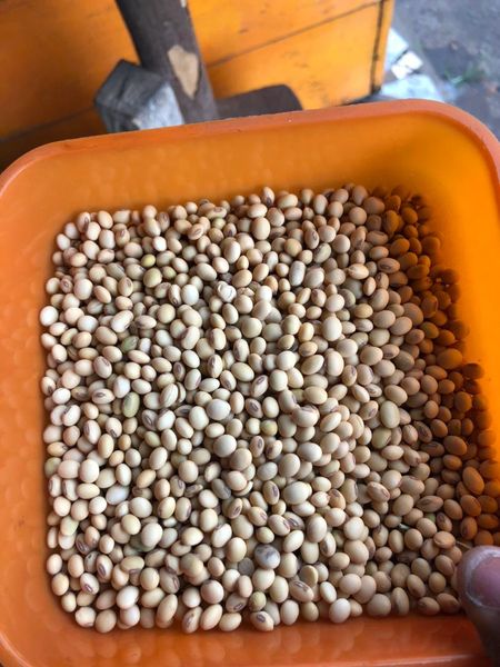 Soybean from 나이지리아 supplied by Fluna - 표준 대두