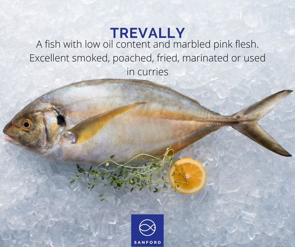 Trevally from 뉴질랜드 supplied by Sanford Limited - Fresh (=Chilled=Raw) 냉동 트레발리
