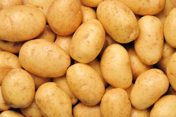 Potato from 이집트 supplied by Agro city - Caren 신선 일반 감자