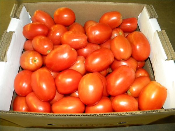 Organic Tomatoes from 미국 supplied by Reeves Farms, LLC - Red 신선 토마토