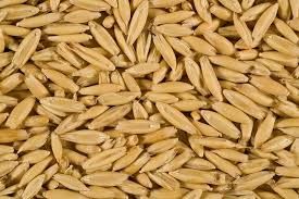 Organic Gluten Free Oats from 캐나다 supplied by Stonehenge Global Seeds Inc - Whole 귀리
