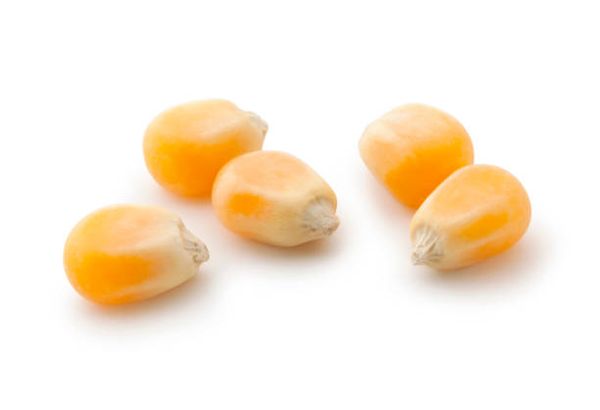 Corn Seed from 미국 supplied by Minn-Kota Ag Products - Dried 옥수수 씨