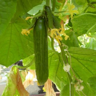 Cucumber from 러시아 supplied by Farm Open Joint Stock Company "Ovoschevod" - Whole 신선 오이
