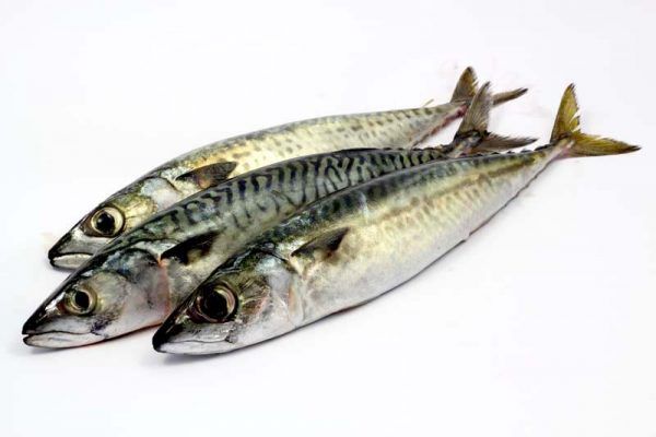 Frozen Mackerel from Portugal supplied by Litofish, Lda - Frozen Frozen Mackerel