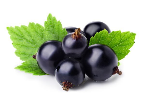 Blackcurrants from 우크라이나 supplied by Liga Agro APC - Black 커런트