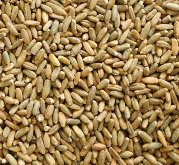 Rye from 폴란드 supplied by GTC Agro sp. z o.o. - FAQ (=Fair Average Quality) 호밀