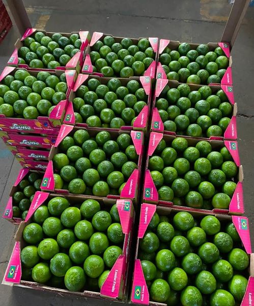 Fresh Lime from Netherlands supplied by Four season fruit supply - Green Fresh Lime