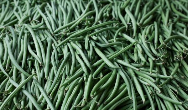 Fresh Green Beans from 영국 supplied by Barfoots of Botley Ltd - Green 말린 일반 콩