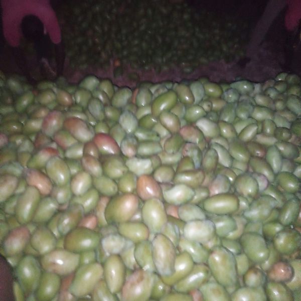 Mangoes from 케냐 supplied by Mina logistics services LLC - 신선 망고