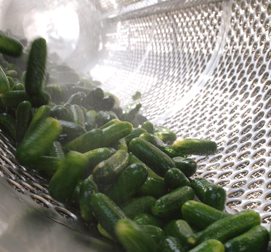 Gherkins from 독일 supplied by Stangl GmbH & Co. Gemüse KG - 생 신선 오이