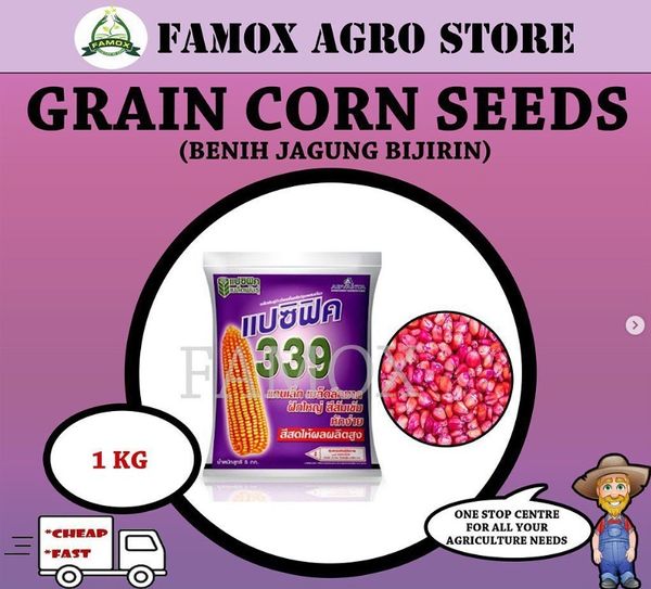 Grain Corn Seeds from 말레이시아 supplied by Famox Grain - Dried 옥수수 씨