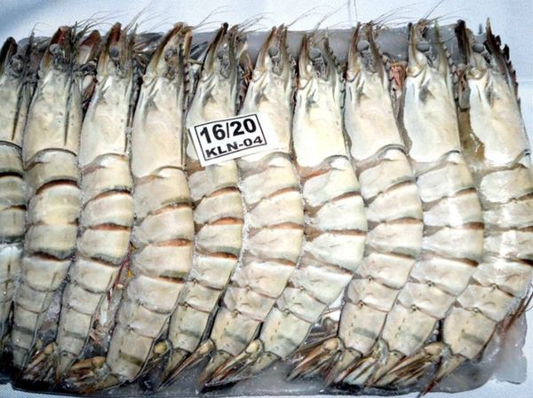 Shrimp from Bangladesh supplied by M. R. ENTERPRISE - SEAPRIDE - FRESH FOODS LIMITED - Peeled - PUD (Peeled Undeveined) Frozen Common Shrimp & Prawn
