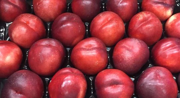 Fresh Nectarine from Spain supplied by SAT.FRUITA D'ALCARRAS 1268CAT - OP391 - 48 Nectarine Fresh Nectarine
