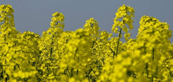 Canola from 독일 supplied by Ceravis AG - Whole 카놀라 씨 및 유채 씨