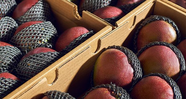 Mango from Peru supplied by Pachamama Farms S.A.C. - Whole Fresh Mango