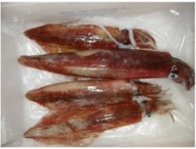 Fresh Squid from 모로코 supplied by Papillon de mer - Whole 냉동 오징어